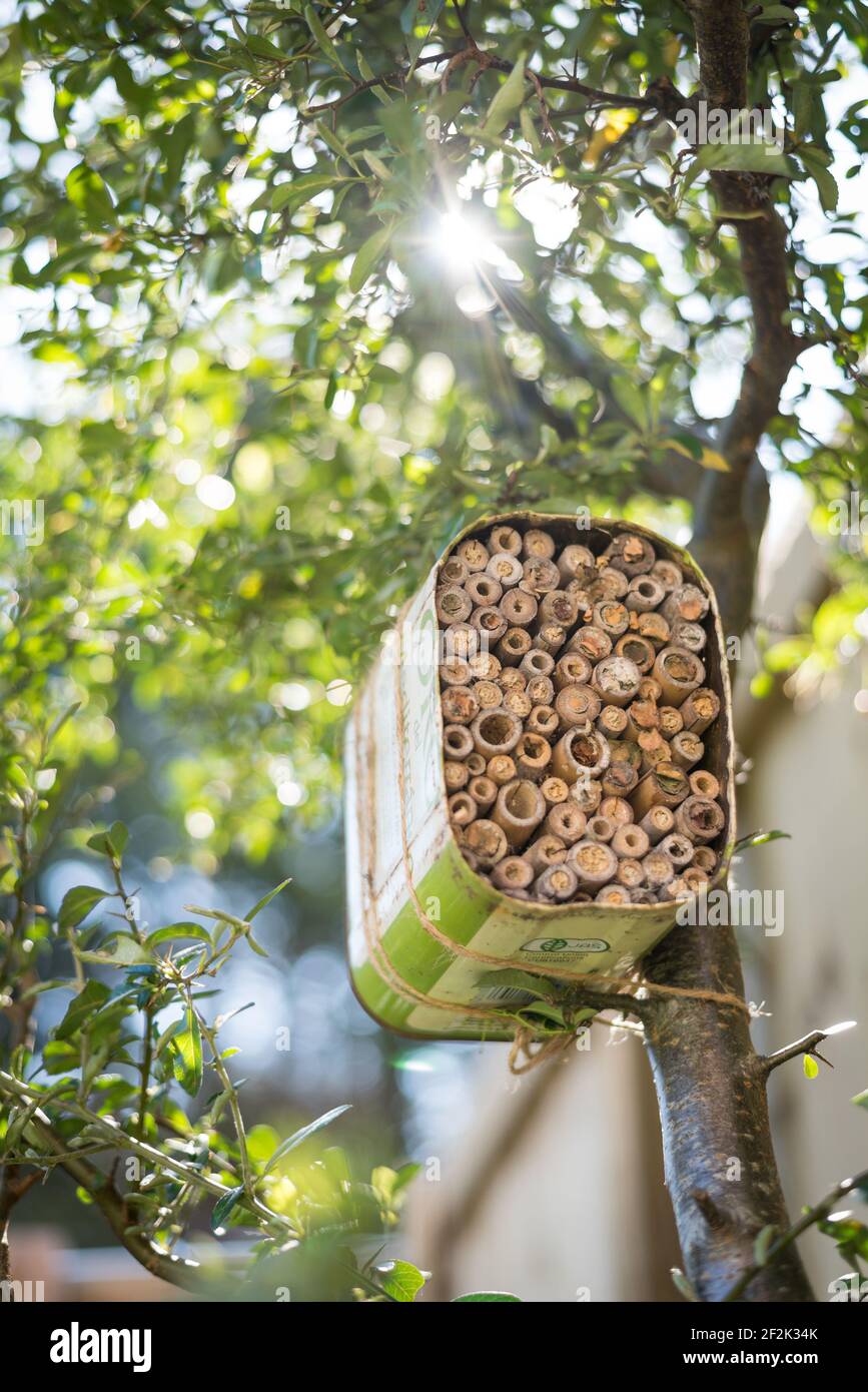 Une maison pour les abeilles solitaires faite à partir d'une huile d'olive recyclée et bambou attaché à un buisson pyrocanthus dans un jardin à Exeter, Devon, Royaume-Uni. Banque D'Images