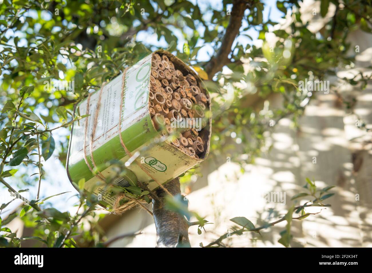 Une maison pour les abeilles solitaires faite à partir d'une huile d'olive recyclée et bambou attaché à un buisson pyrocanthus dans un jardin à Exeter, Devon, Royaume-Uni. Banque D'Images