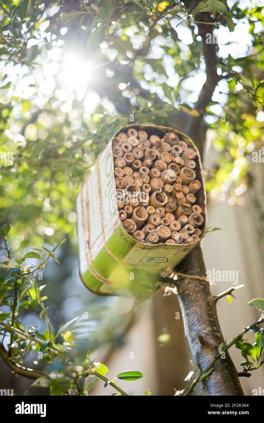 Une maison pour les abeilles solitaires faite à partir d'une huile d'olive recyclée et bambou attaché à un buisson pyrocanthus dans un jardin à Exeter, Devon, Royaume-Uni. Banque D'Images