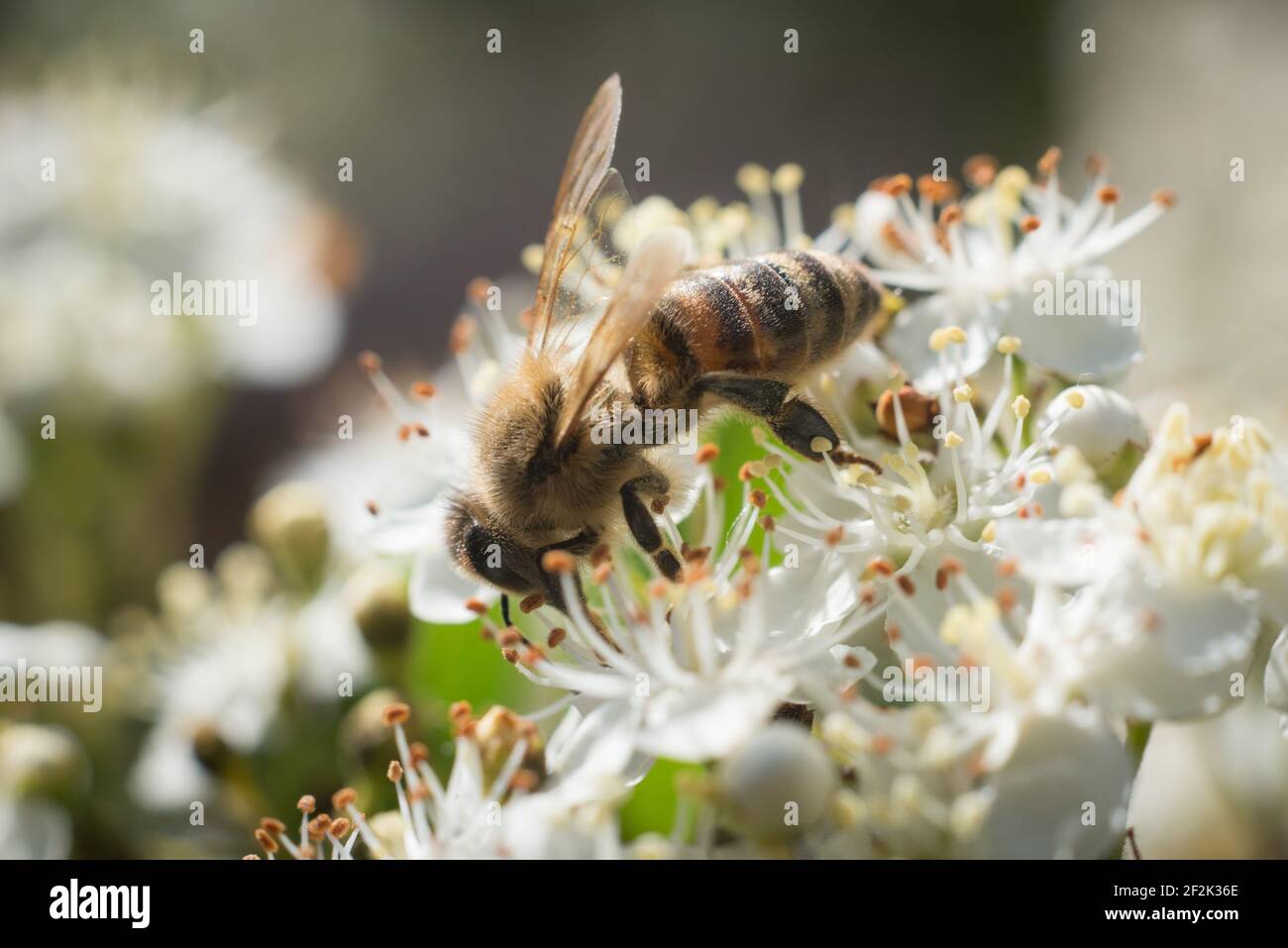 Une abeille occidentale ou une abeille européenne (APIs mellifera) qui recherche le nectar dans les fleurs d'un firethorn ou d'un pyrocanthus en fleur. Banque D'Images