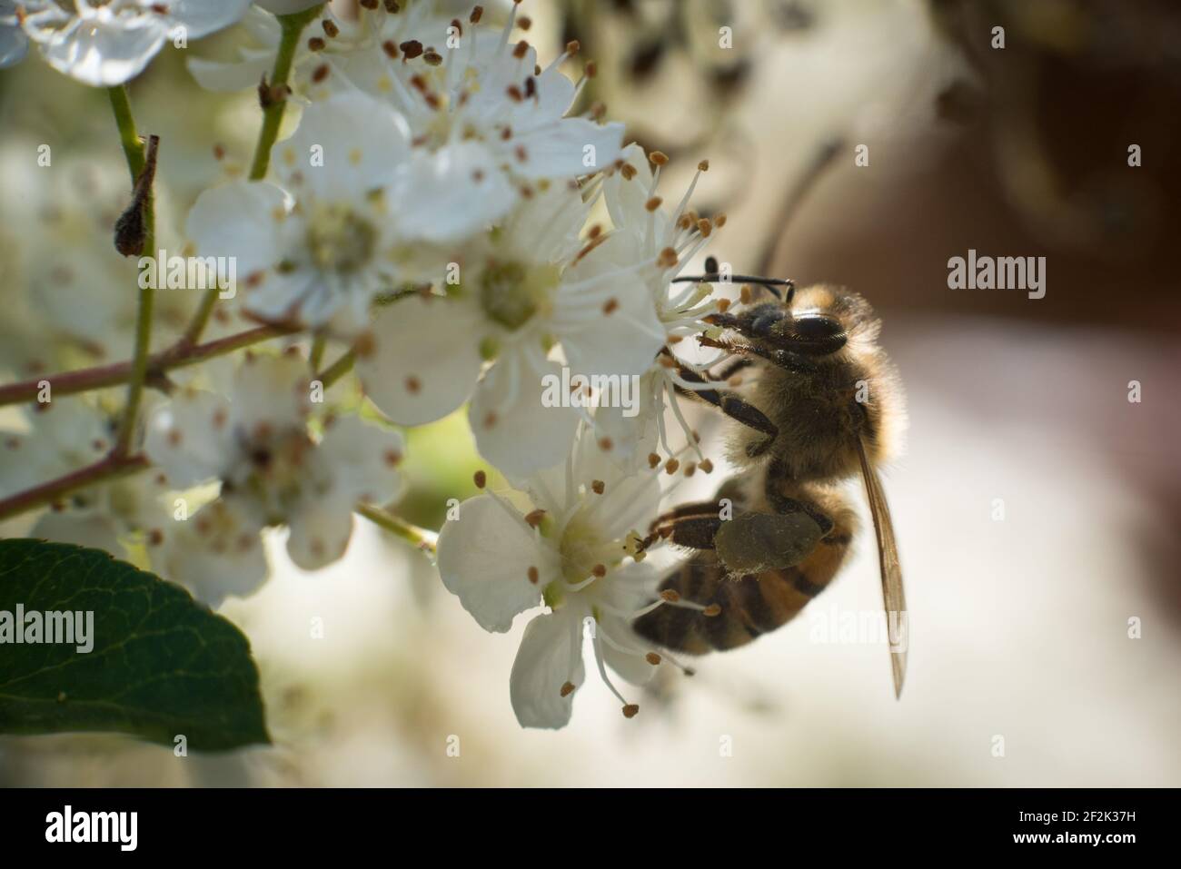 Une abeille occidentale ou une abeille européenne (APIs mellifera) qui recherche le nectar dans les fleurs d'un firethorn ou d'un pyrocanthus en fleur. Banque D'Images
