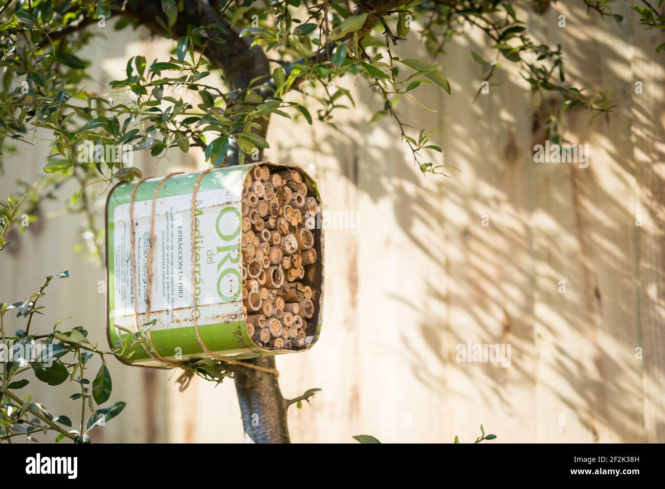 Une maison pour les abeilles solitaires faite à partir d'une huile d'olive recyclée et bambou attaché à un buisson pyrocanthus dans un jardin à Exeter, Devon, Royaume-Uni. Banque D'Images