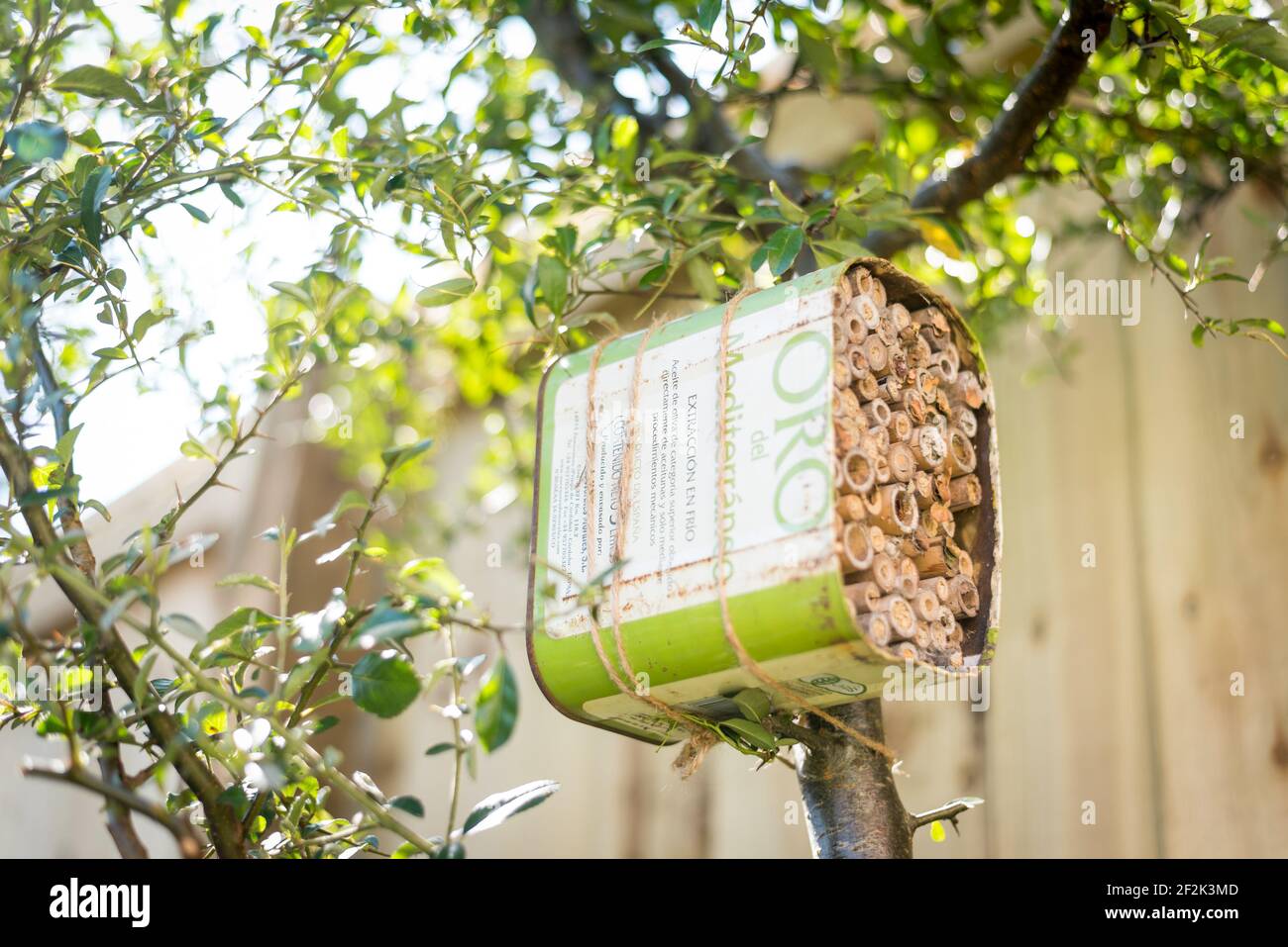 Une maison pour les abeilles solitaires faite à partir d'une huile d'olive recyclée et bambou attaché à un buisson pyrocanthus dans un jardin à Exeter, Devon, Royaume-Uni. Banque D'Images