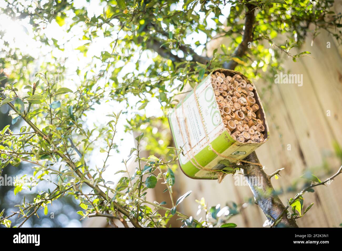 Une maison pour les abeilles solitaires faite à partir d'une huile d'olive recyclée et bambou attaché à un buisson pyrocanthus dans un jardin à Exeter, Devon, Royaume-Uni. Banque D'Images