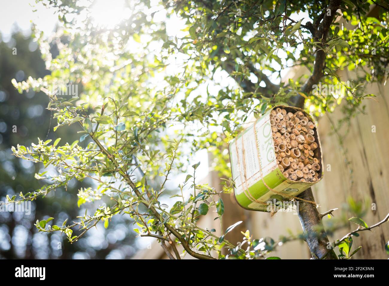 Une maison pour les abeilles solitaires faite à partir d'une huile d'olive recyclée et bambou attaché à un buisson pyrocanthus dans un jardin à Exeter, Devon, Royaume-Uni. Banque D'Images