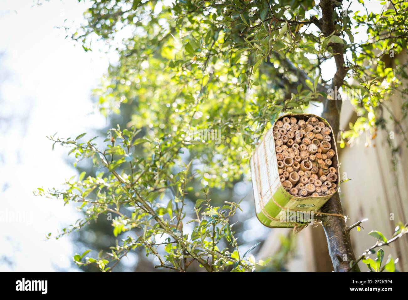 Une maison pour les abeilles solitaires faite à partir d'une huile d'olive recyclée et bambou attaché à un buisson pyrocanthus dans un jardin à Exeter, Devon, Royaume-Uni. Banque D'Images