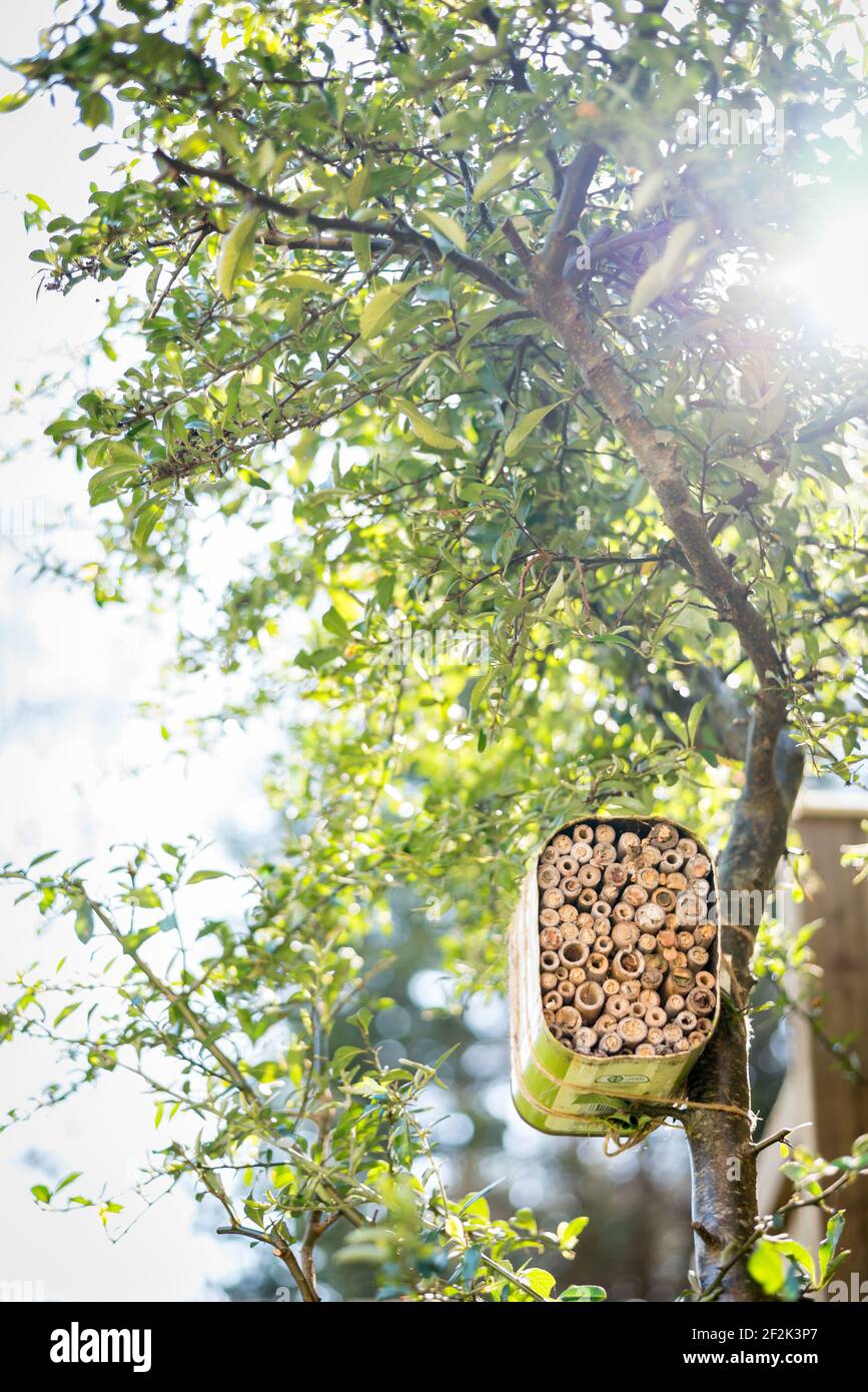 Une maison pour les abeilles solitaires faite à partir d'une huile d'olive recyclée et bambou attaché à un buisson pyrocanthus dans un jardin à Exeter, Devon, Royaume-Uni. Banque D'Images