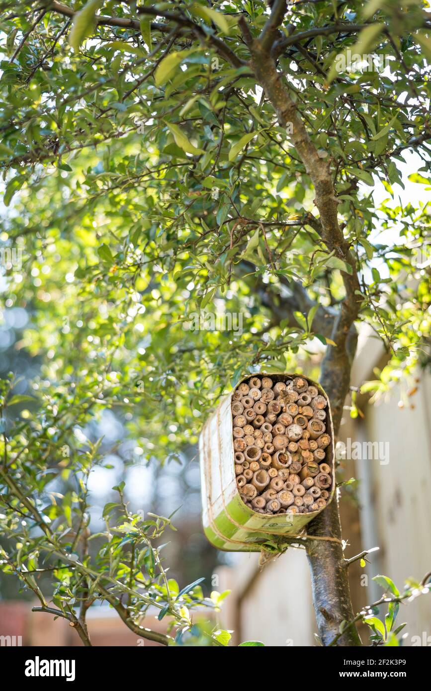 Une maison pour les abeilles solitaires faite à partir d'une huile d'olive recyclée et bambou attaché à un buisson pyrocanthus dans un jardin à Exeter, Devon, Royaume-Uni. Banque D'Images