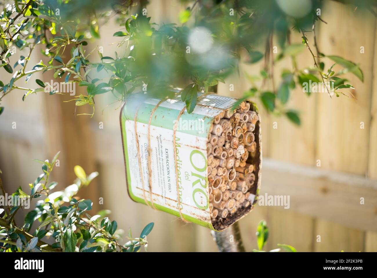 Une maison pour les abeilles solitaires faite à partir d'une huile d'olive recyclée et bambou attaché à un buisson pyrocanthus dans un jardin à Exeter, Devon, Royaume-Uni. Banque D'Images