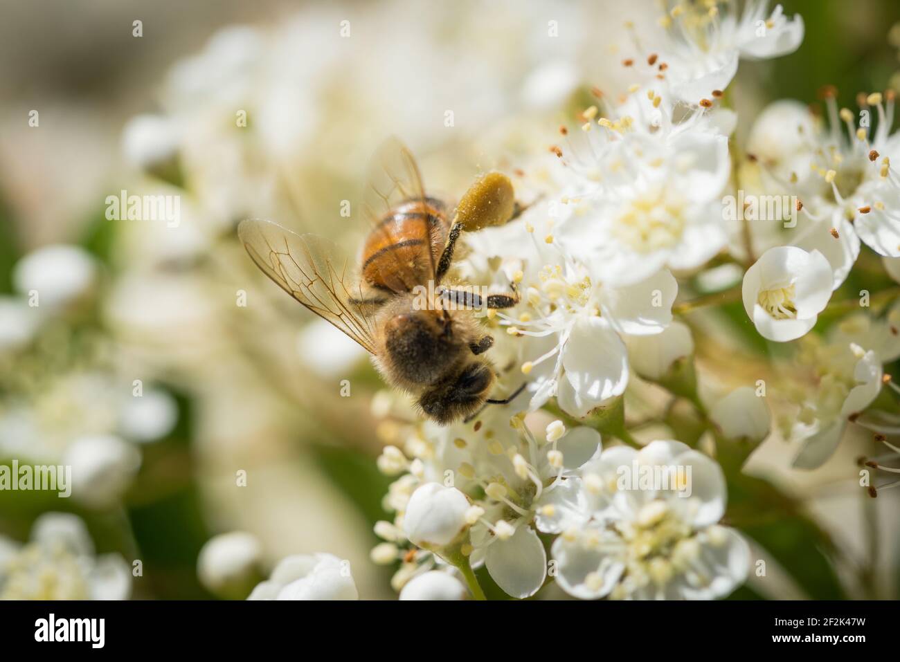 Une abeille occidentale ou une abeille européenne (APIs mellifera) qui recherche le nectar dans les fleurs d'un firethorn ou d'un pyrocanthus en fleur. Banque D'Images