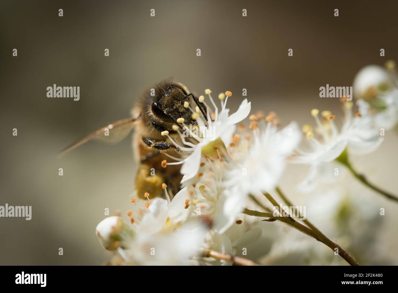 Une abeille occidentale ou une abeille européenne (APIs mellifera) qui recherche le nectar dans les fleurs d'un firethorn ou d'un pyrocanthus en fleur. Banque D'Images