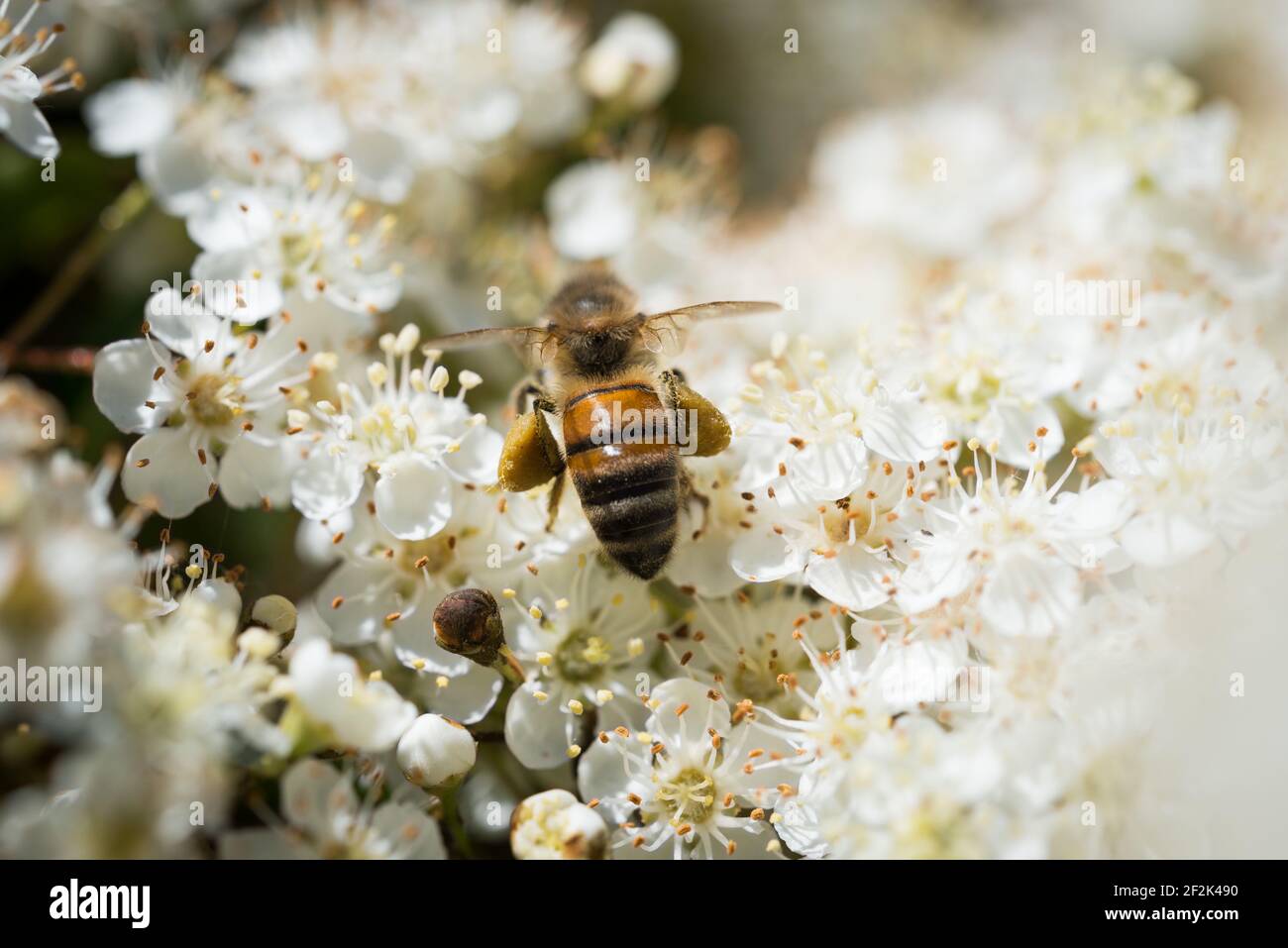 Une abeille occidentale ou une abeille européenne (APIs mellifera) qui recherche le nectar dans les fleurs d'un firethorn ou d'un pyrocanthus en fleur. Banque D'Images