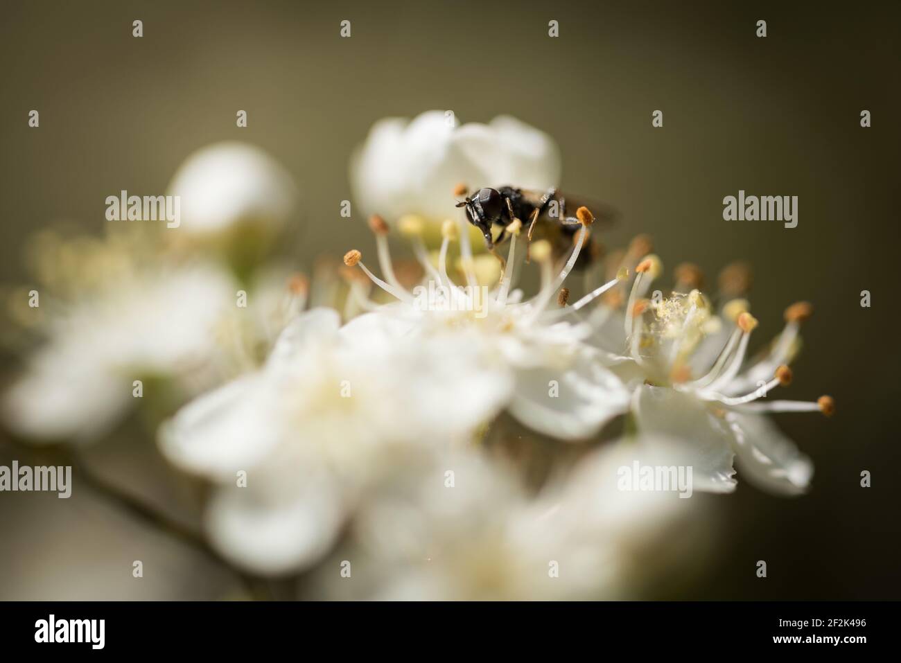 Une femelle Xylota segnis survole les fleurs d'un firethorn, ou pyracantha, dans un jardin à Exeter, Devon, Royaume-Uni. Banque D'Images