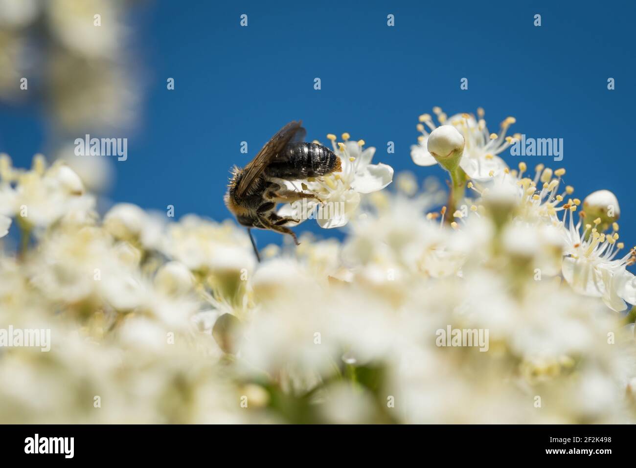 Une abeille minière ancienne (Andrena haemorrhoa) sur les fleurs d'un firethorn, ou pyracantha, dans un jardin à Exeter, Devon, Royaume-Uni. Banque D'Images