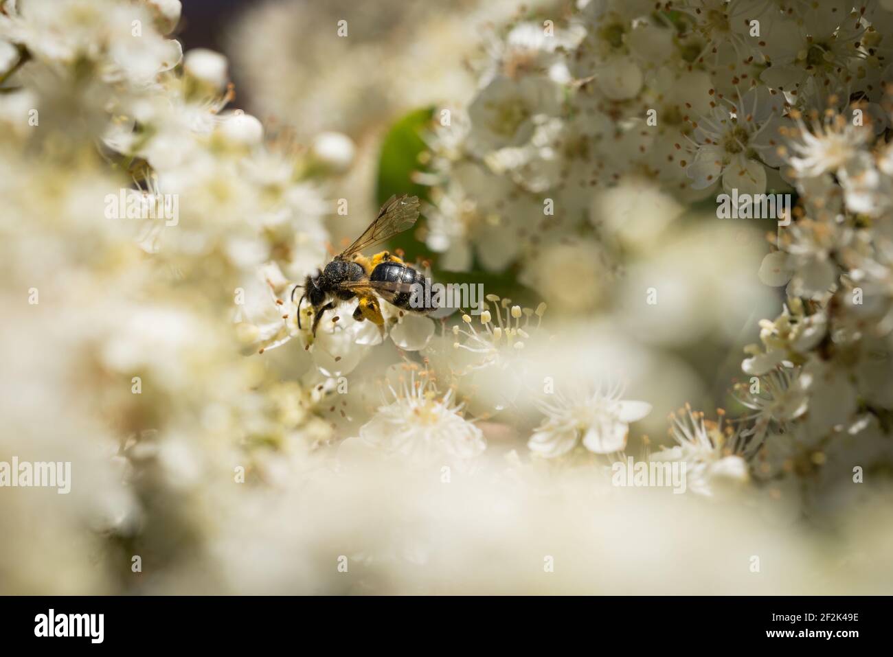 Une minutula d'Andrena (petite abeille minière commune) sur les fleurs d'un firethorn, ou pyracantha, dans un jardin à Exeter, Devon, Royaume-Uni. Banque D'Images