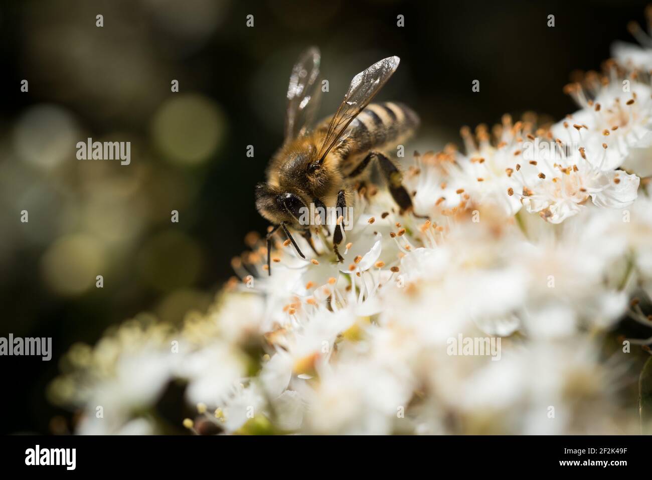 Une abeille occidentale ou une abeille européenne (APIs mellifera) qui recherche le nectar dans les fleurs d'un firethorn ou d'un pyrocanthus en fleur. Banque D'Images
