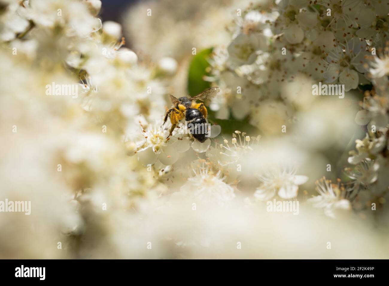 Une minutula d'Andrena (petite abeille minière commune) sur les fleurs d'un firethorn, ou pyracantha, dans un jardin à Exeter, Devon, Royaume-Uni. Banque D'Images