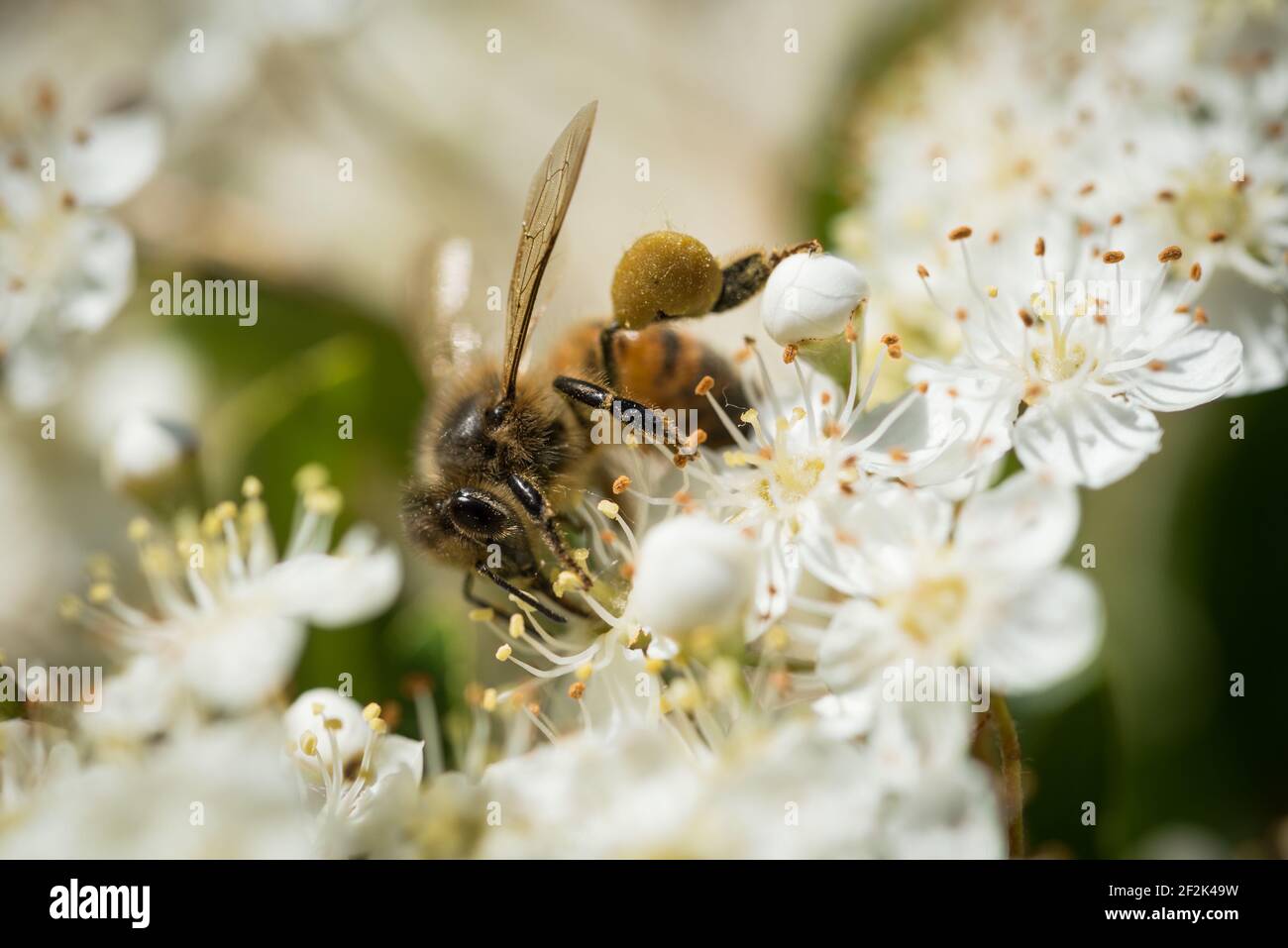 Une abeille occidentale ou une abeille européenne (APIs mellifera) qui recherche le nectar dans les fleurs d'un firethorn ou d'un pyrocanthus en fleur. Banque D'Images