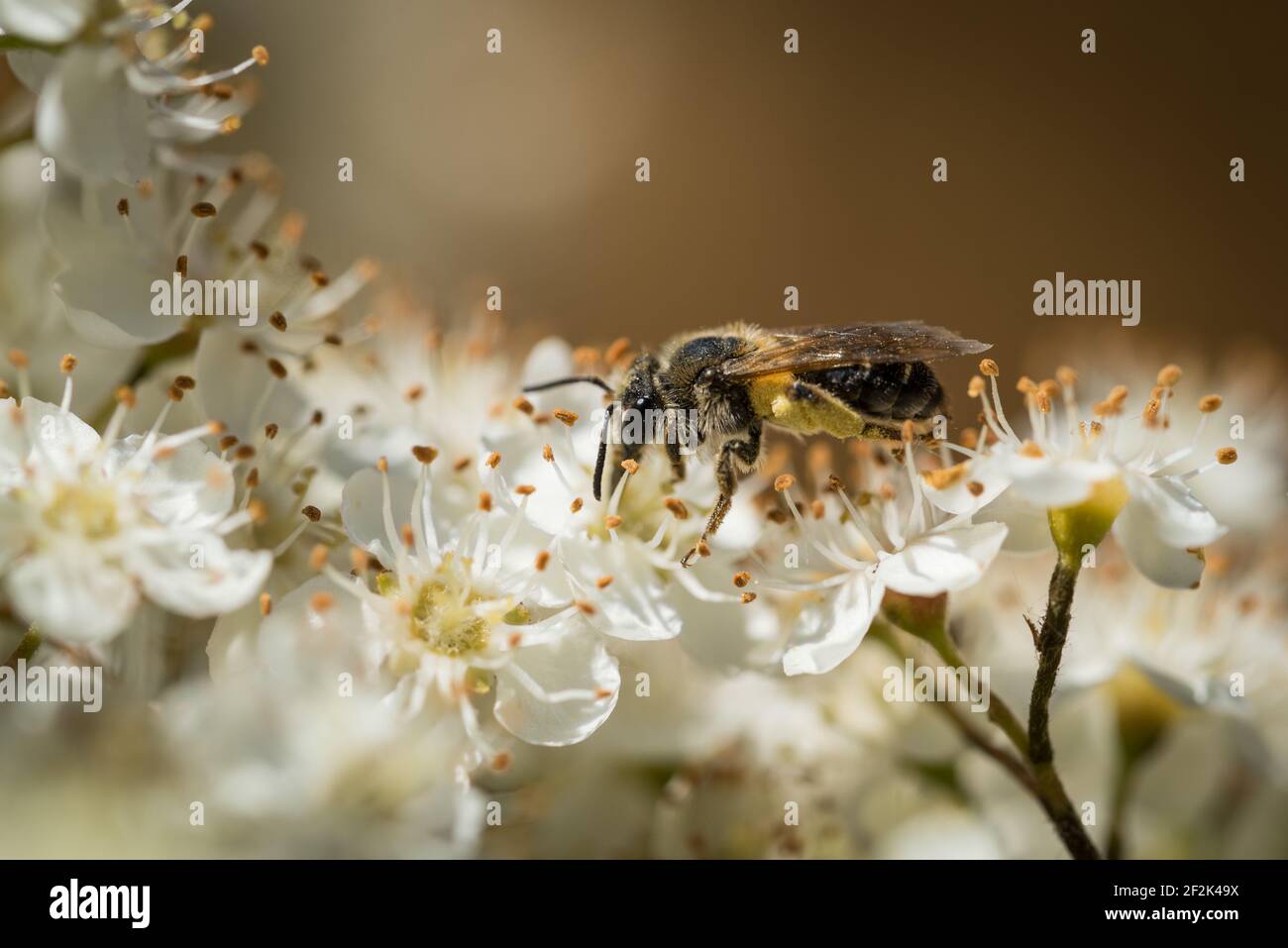 Une abeille occidentale ou une abeille européenne (APIs mellifera) qui recherche le nectar dans les fleurs d'un firethorn ou d'un pyrocanthus en fleur. Banque D'Images