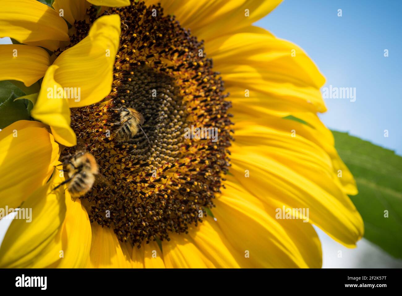 Abeille commune (Bombus pascuorum) sur un tournesol (helianthus) dans un jardin à Exeter, Devon, Royaume-Uni. Banque D'Images