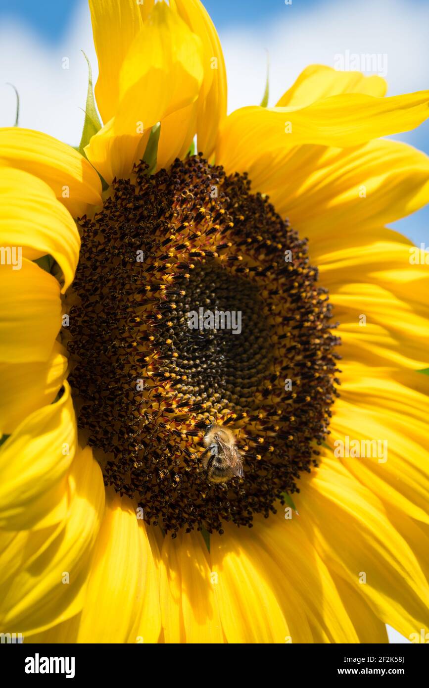 Abeille commune (Bombus pascuorum) sur un tournesol (helianthus) dans un jardin à Exeter, Devon, Royaume-Uni. Banque D'Images