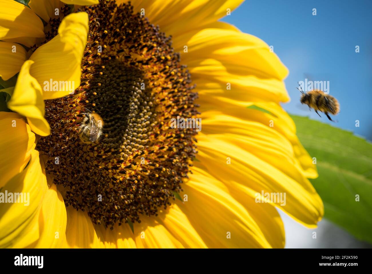 Abeille commune (Bombus pascuorum) sur un tournesol (helianthus) dans un jardin à Exeter, Devon, Royaume-Uni. Banque D'Images