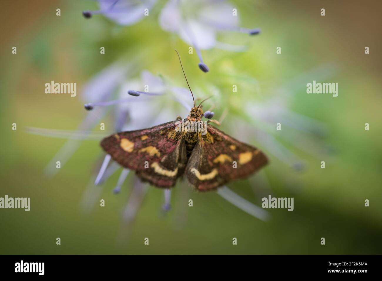 Un papillon de menthe (pyrausta aurata) sur phacelia, ou scorpionweed, dans un jardin à Exeter, Devon, Royaume-Uni. Banque D'Images