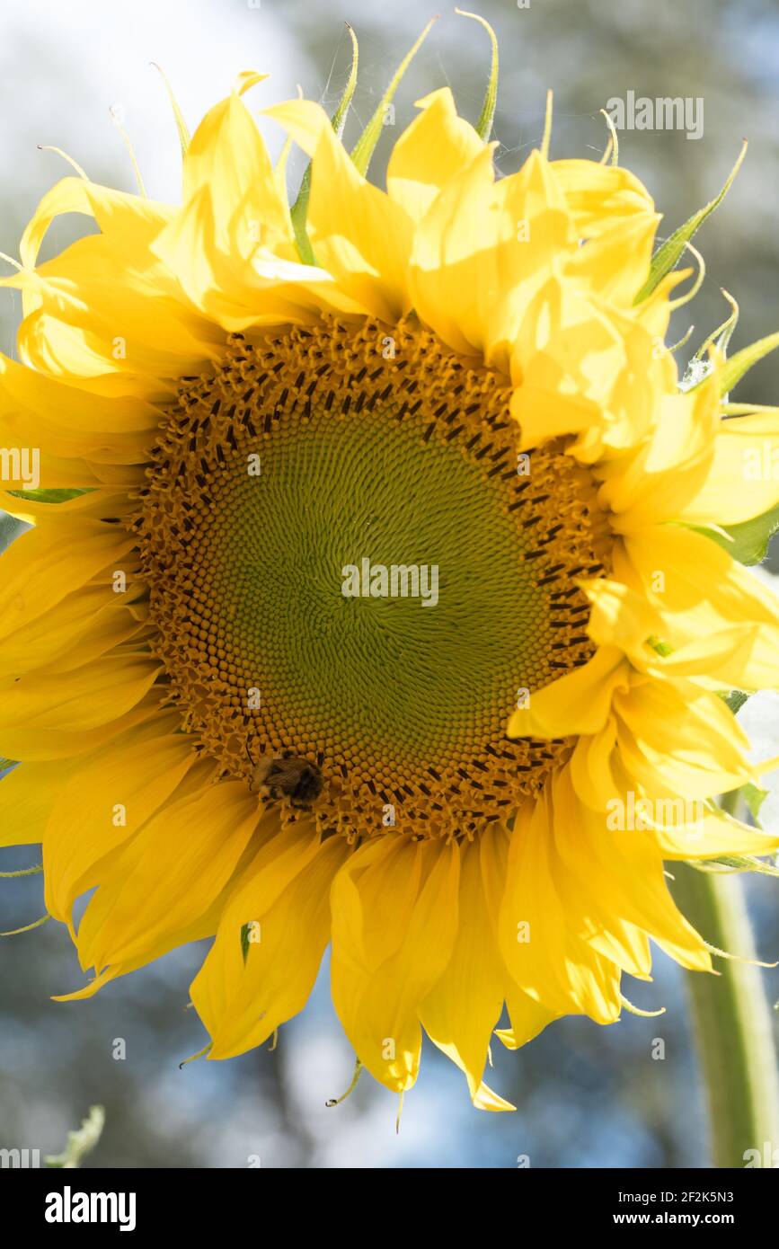 Abeille commune (Bombus pascuorum) sur un tournesol (helianthus) dans un jardin à Exeter, Devon, Royaume-Uni. Banque D'Images
