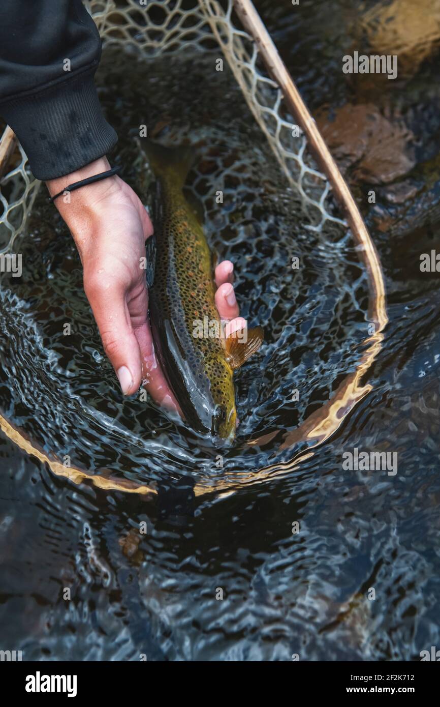 Gros plan de la femme avec prise de poisson dans le filet à la rivière en forêt Banque D'Images