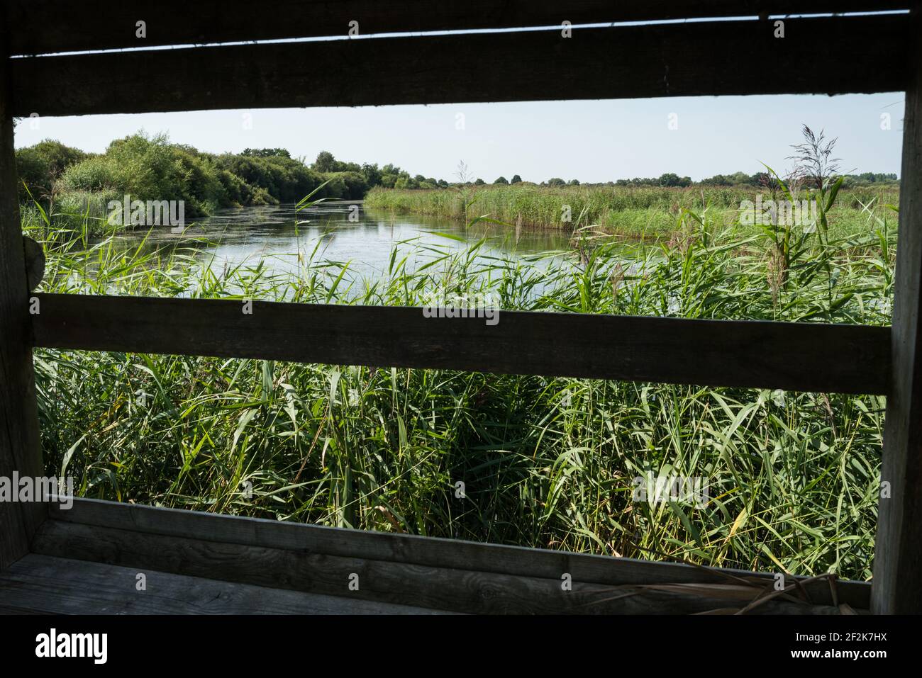 Réserve naturelle de Ham Wall RSPB dans le Somerset Levels, Royaume-Uni. Banque D'Images