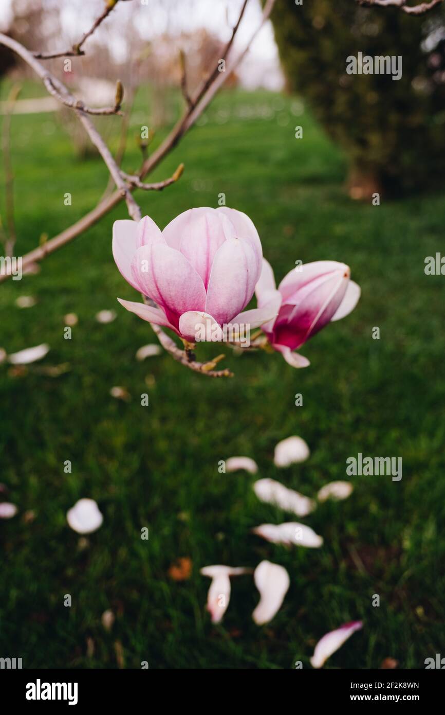 Première fleur de printemps rose dans la nature Banque D'Images