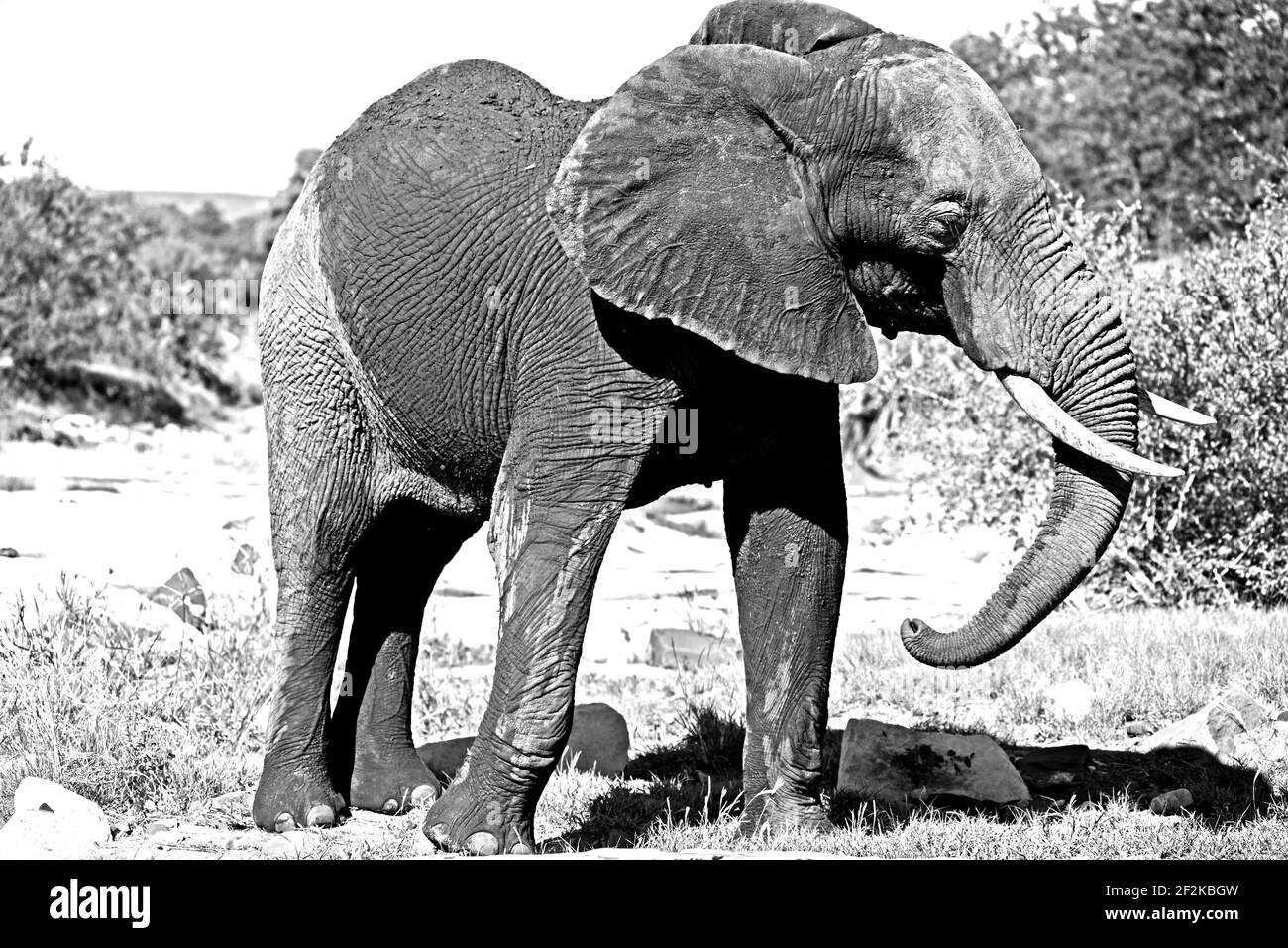 Éléphant d'Afrique Loxodonta africana 13540 BW Banque D'Images