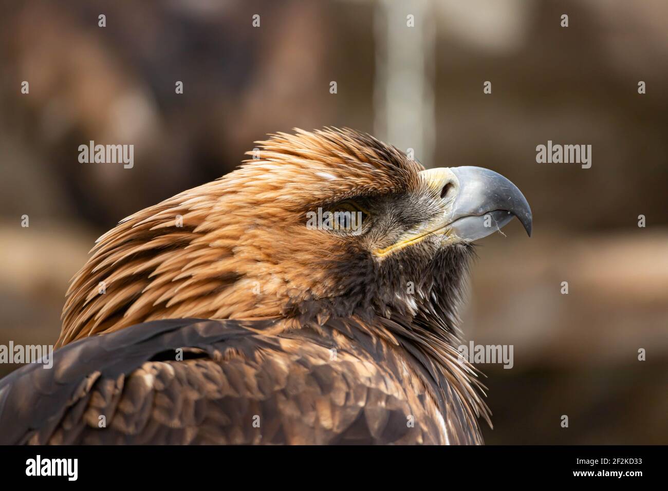 Portrait d'un aigle doré vif assis sur le sol. Gros plan naturel d'un oiseau de proie. Vautour ou faucon Banque D'Images