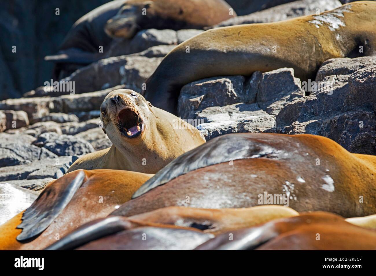 Les lions de mer de Californie (Zalophus californianus) se bassent sur des rochers dans une colonie de lions de mer près de Cabo San Lucas, sur la péninsule de Baja California sur, au Mexique Banque D'Images