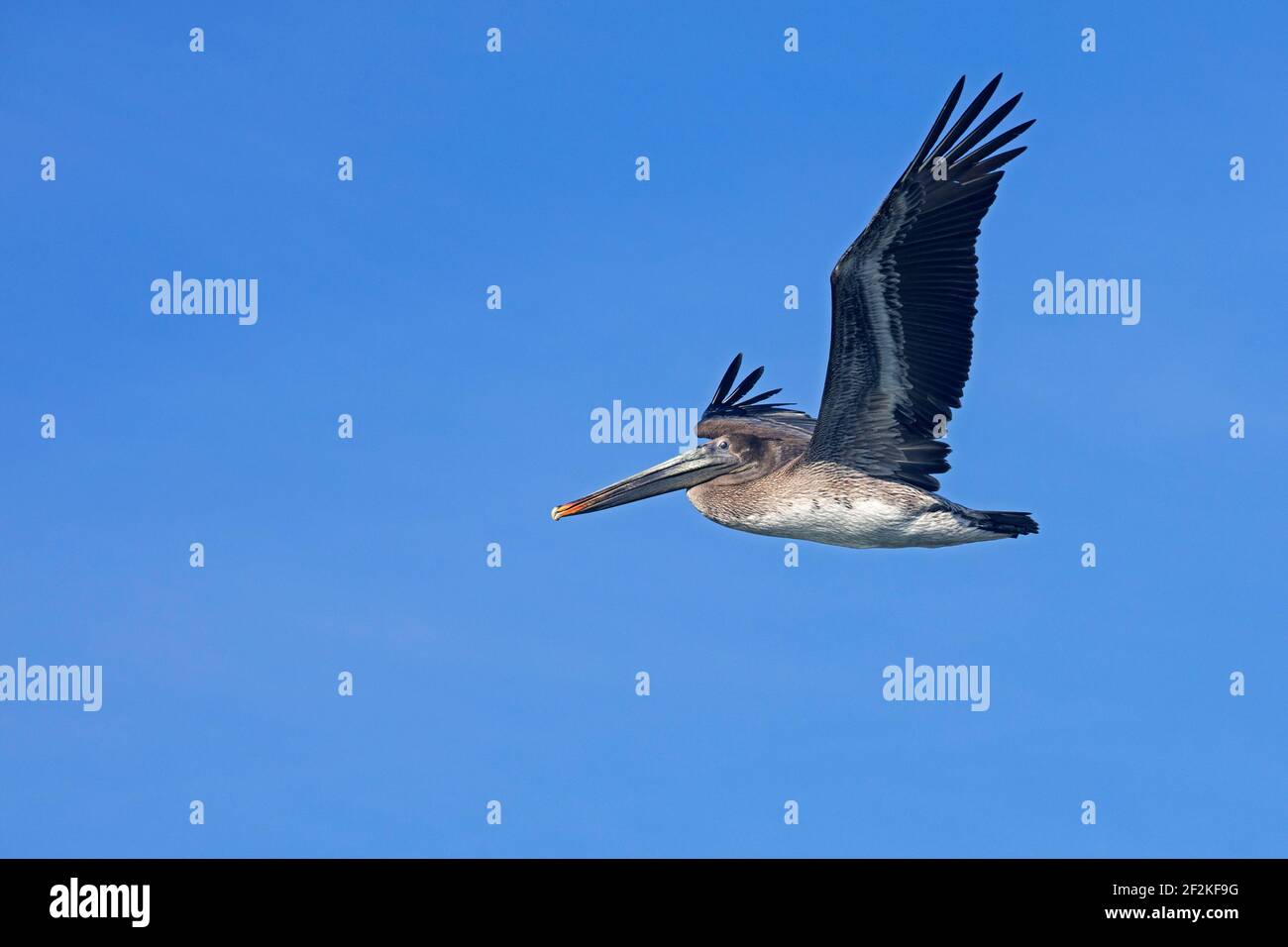 Pélican brun (Pelecanus occidentalis californicus) juvénile en vol contre ciel bleu, Baja California sur, Mexique Banque D'Images