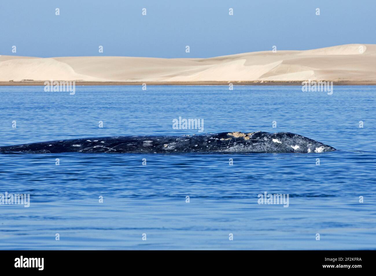 Baleine grise du Pacifique / baleine grise de Californie (Eschrichtius robustus) surfaçage devant Puerto Adolfo López Mateos, Baja California sur, Mexique Banque D'Images