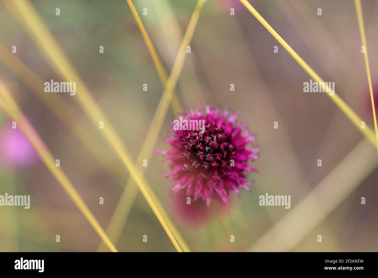 Allium sphaerocephalo rouge fleur pourpre Banque D'Images