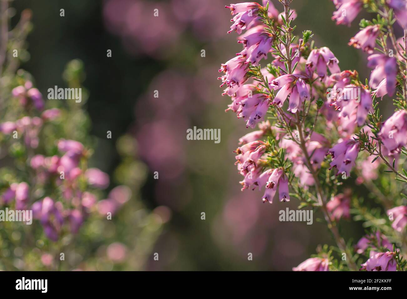 Détail de la floraison des heath irlandais au printemps Banque D'Images