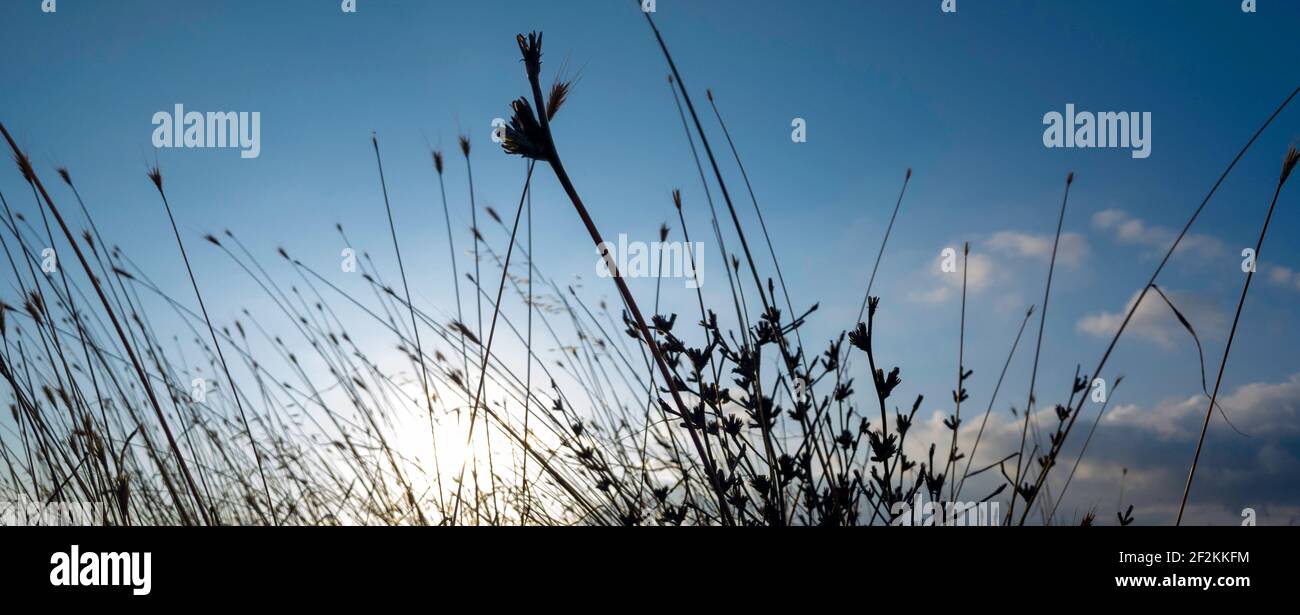 Vue panoramique avec silhouettes de tige de mauvaises herbes se déplaçant dans le vent devant un ciel bleu nuageux. Arrière-plan naturel et relaxant avec espace de copie Banque D'Images