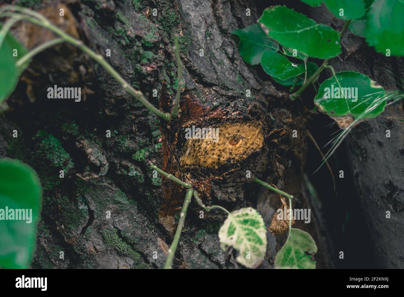 Tronc d'arbre avec la figure d'un œil sur un couper la branche Banque D'Images