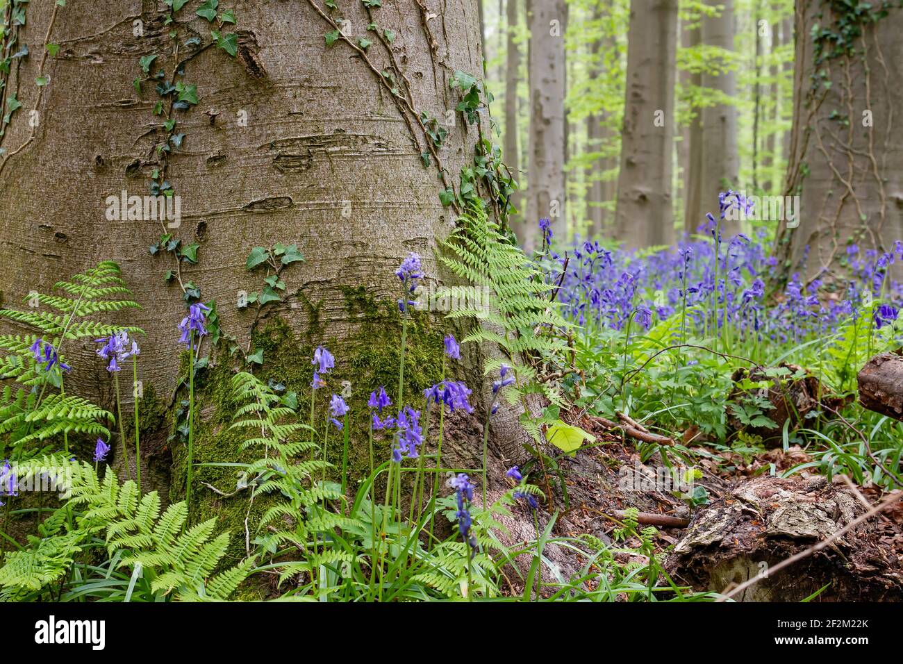 Détail de l'écosystème de la forêt printanière avec des fleurs de bluebell pourpres en fleurs et une végétation sauvage parmi les hêtres, la nature et le concept environnemental Banque D'Images