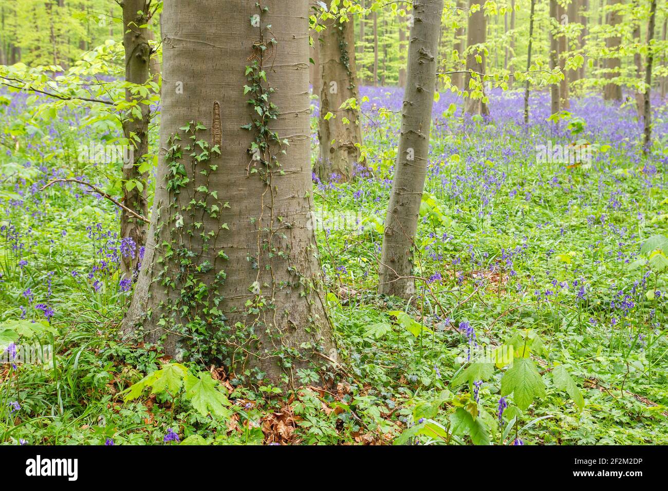 Détail de l'écosystème de la forêt printanière avec des fleurs de bluebell pourpres en fleurs et une végétation sauvage parmi les hêtres, la nature et le concept environnemental Banque D'Images