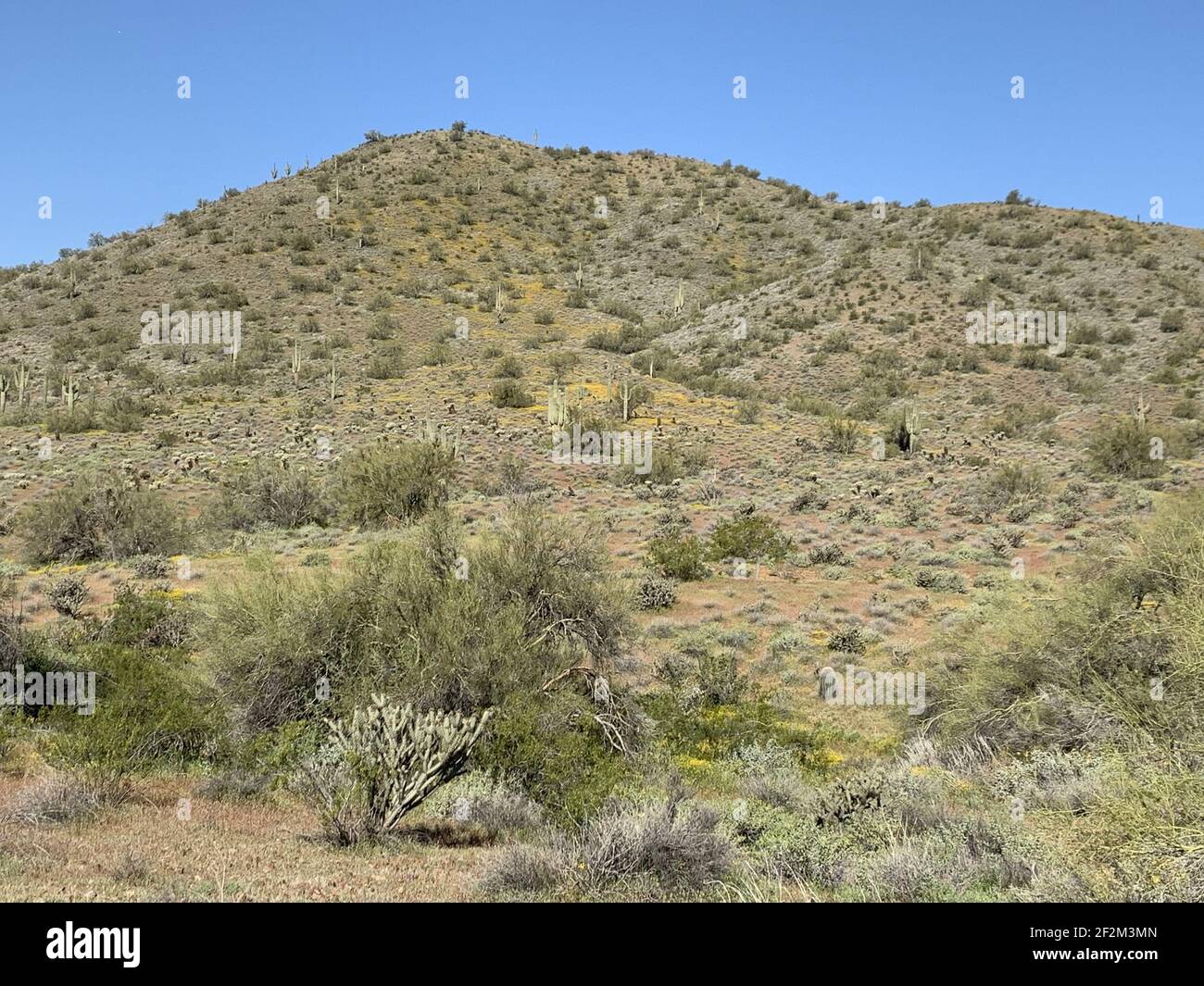 Un paysage d'un désert avec des catis et des fleurs sauvages sous un ciel bleu clair Banque D'Images