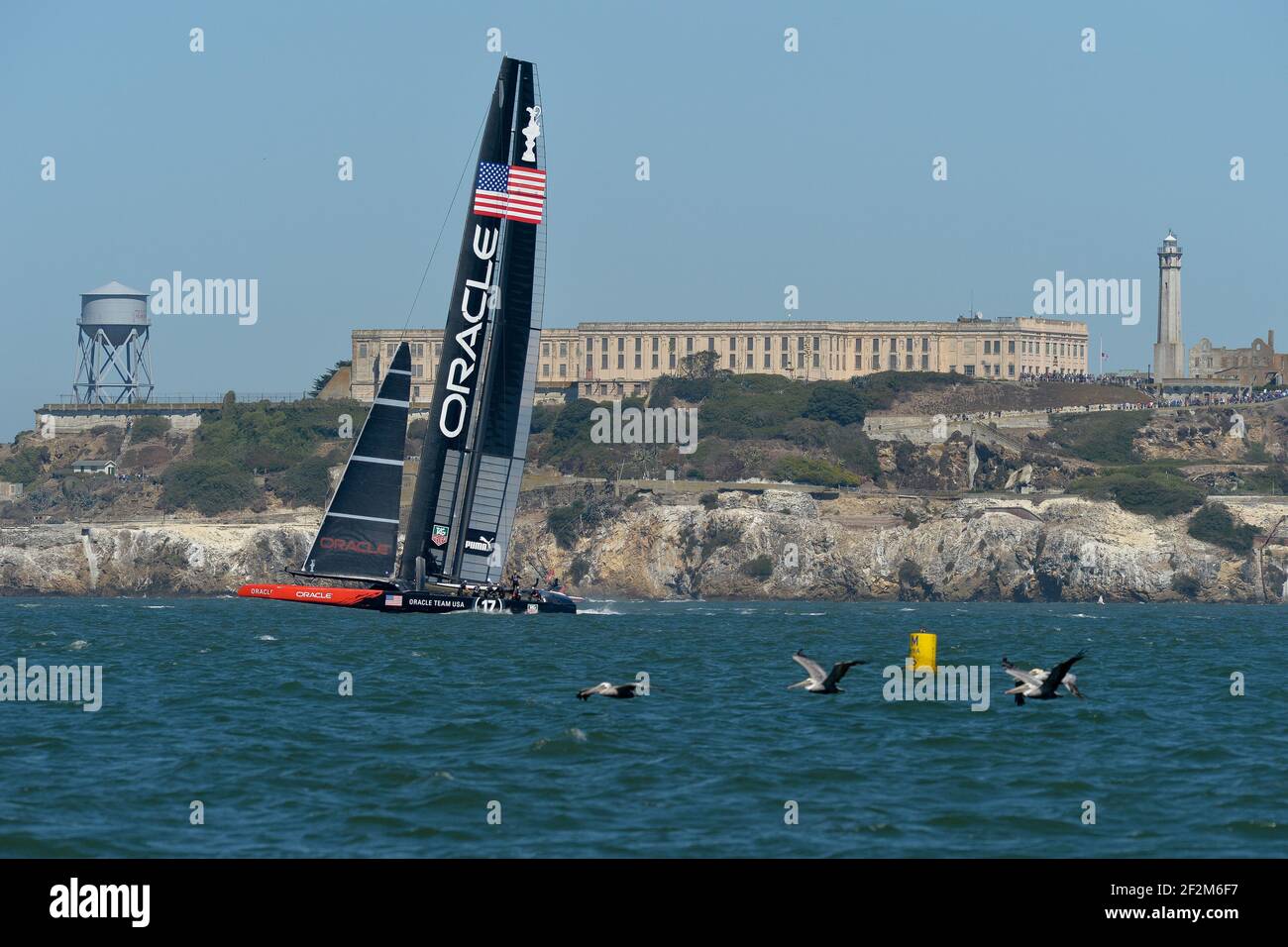 Pélicans en vol à côté du Defender Oracle Team USA le huitième jour de la coupe de l'Amérique 34 au large de San Francisco (USA de l'Ouest), le 19 septembre 2013 - photo : Christophe Favreau / DPPI - Alcatraz en arrière-plan Banque D'Images