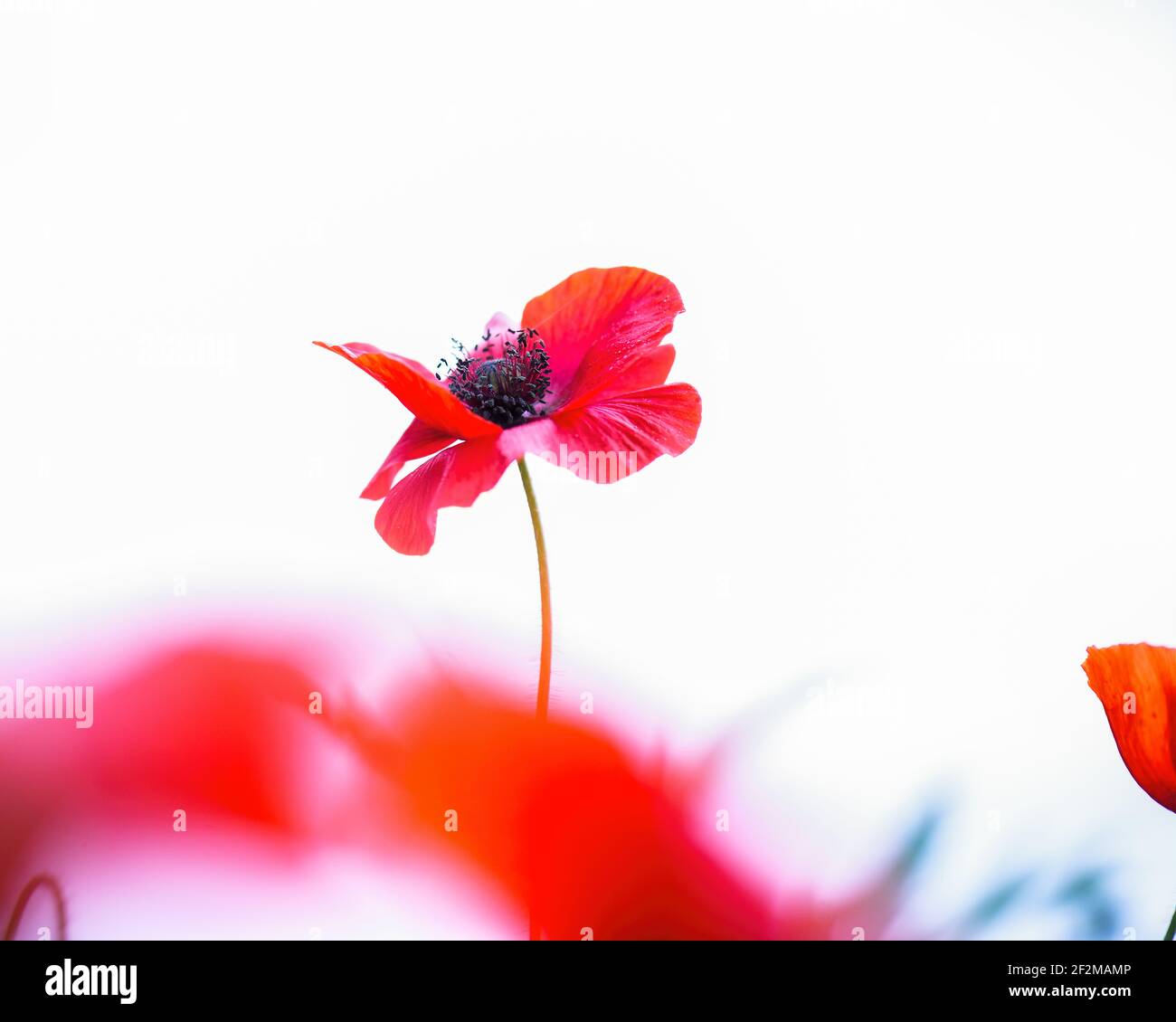 Un gros plan d'une fleur de pavot à champ rouge unique centrée sur un ciel blanc gris pâle avec espace de copie. Banque D'Images