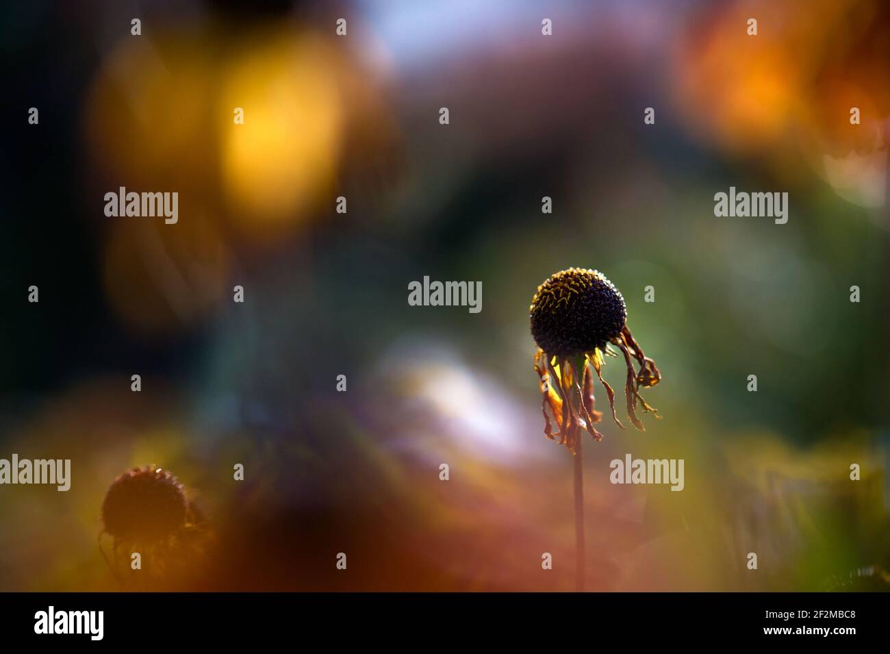 Une seule fleur d'helenium mourante, rétro-éclairée sur un magnifique fond de fleurs non focalisées, légèrement éclairée. Avec espace de copie. Banque D'Images