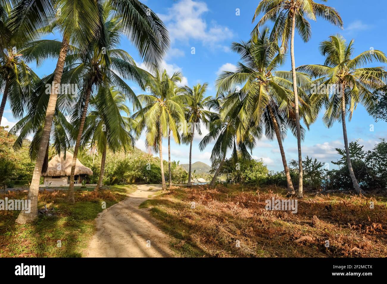 ColumbiaParque parc naturel Tayrona, Magdalena, Colombie, les sentiers de randonnée entre les palmiers et les maisons indigènes paysage à partir de mars 2021 Banque D'Images