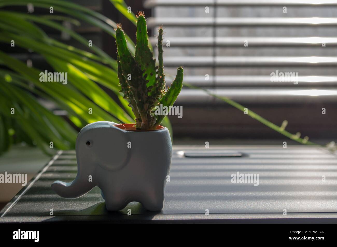 Mini cactus dans un vase décoratif bleu sous forme d'éléphant sur l'unité de système informatique au bureau dans la lumière du soleil tombant dans des bandes à travers les stores. Le C Banque D'Images