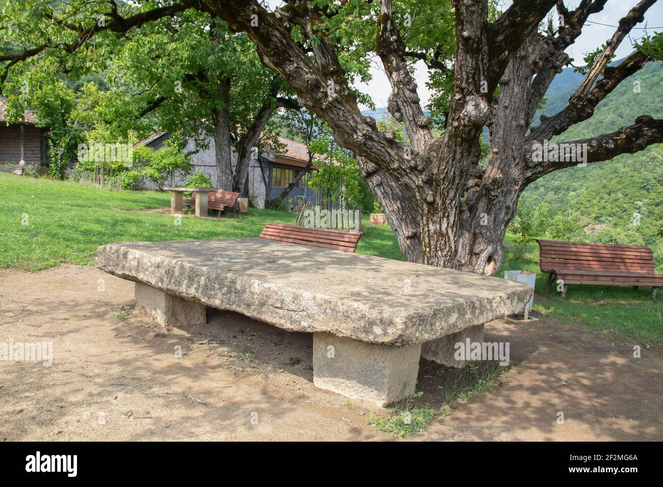 Ancien arbre aux noisettes et immense table en plaques sur le terrain De la maison-musée du poète géorgien Akaki Tsereteli dans le village Skhvitori Sachkhere Géorgie Banque D'Images