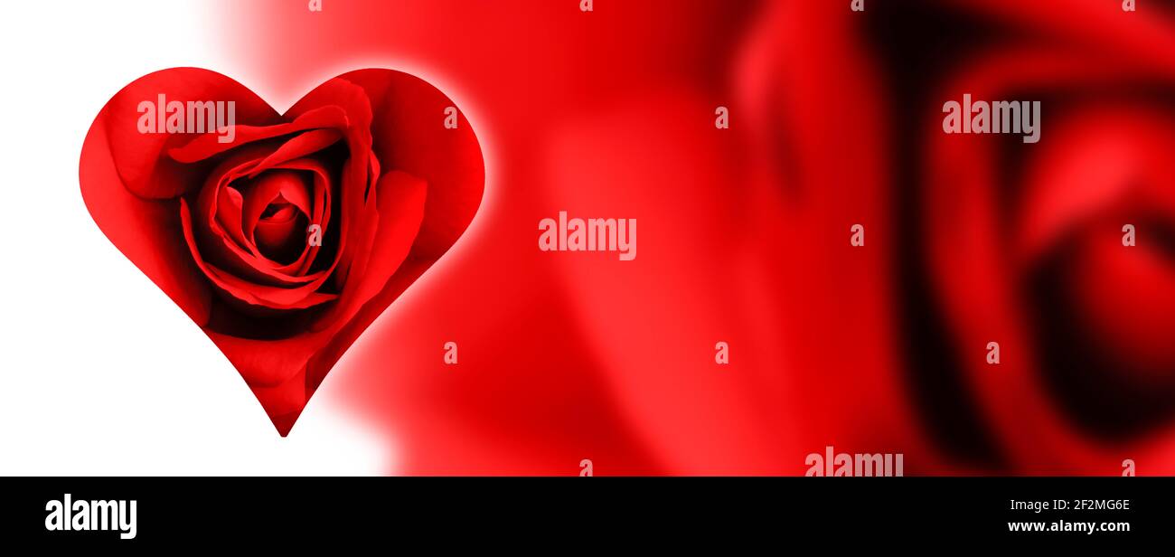 Roses fond comme une bannière, coeur rose rouge Banque D'Images